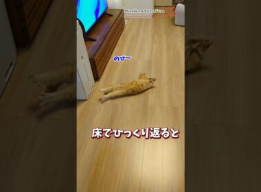 【マンチカン】エビ反りでひっくり返る短足猫 【犬と猫、両方飼ってると毎日かわいい♥】