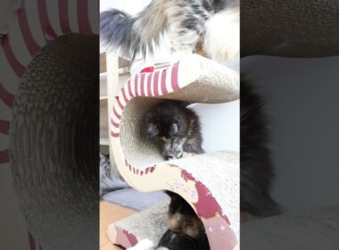 キュートなメインクーン子猫の萌奈ちゃん
