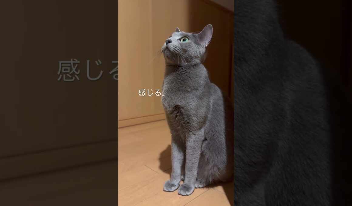 何か気配を感じてる猫【ロシアンブルーのちょんたん】#猫 #cat #猫のいる暮らし #猫のいる生活 #ねこ#猫動画 #catvideos #shortvideo #shorts #short