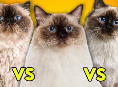 Ragdoll Cat Vs Birman Cat Vs Himalayan Cat- Ultimate Guide To Identify Them