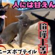 【希少猫】幸運のジャパニーズボブテイルの黒猫人にはへそ天猫には喧嘩上等（保護猫カフェ森のねこ舎）淡路Japanese Bobtail: From Belly Rubs to Cat Fights