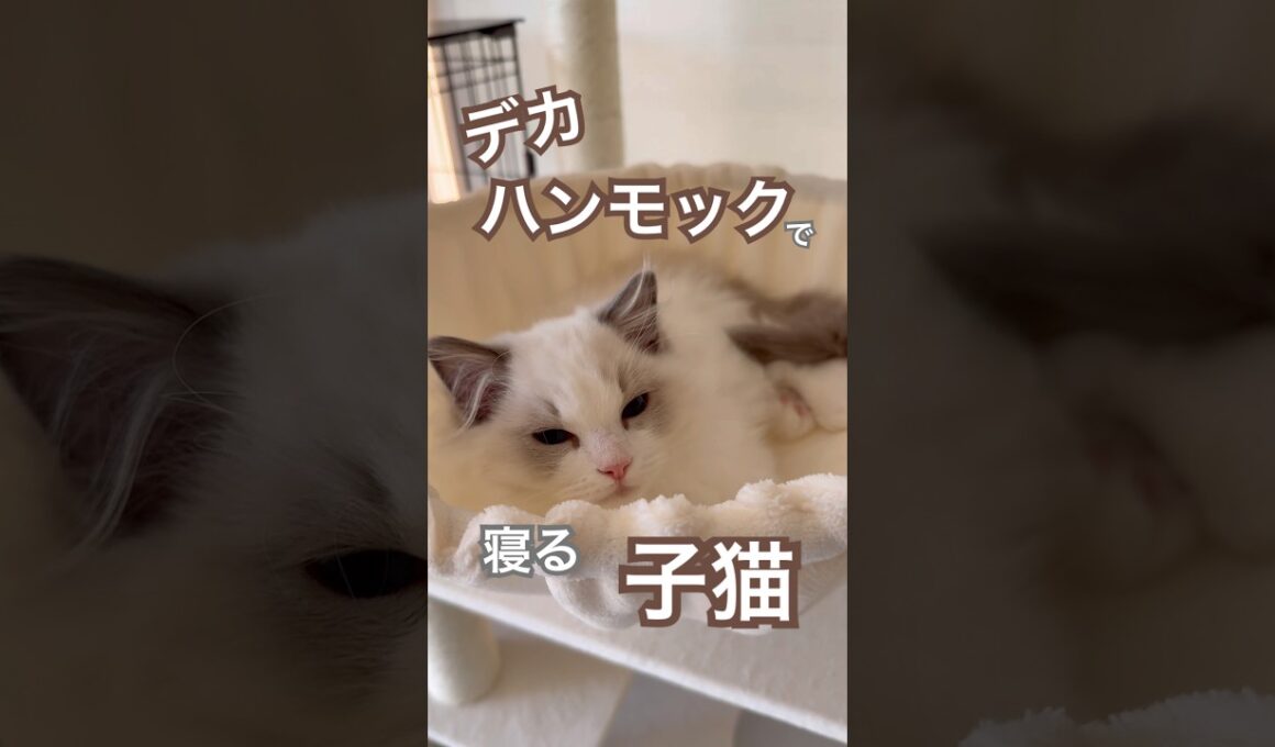 デカハンモックで寝る子猫ちゃん🥰💕#ラグドール #猫のいる暮らし #子猫 #猫好きさんと繋がりたい #ねこ動画