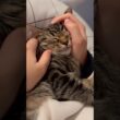 大暴れしてた子猫、ママの手の温もりで眠くなる...www #猫 #cat