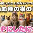 【AI MV】POPにしたにゃよ！雑種しか飼ったことがないヤツが作った純血種の猫の歌／ふりがな付き／猫ずかん