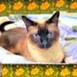 故シャム猫シャムエ追悼百箇日( 2017年～2021年代未公開集)👼❶/2