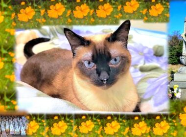 故シャム猫シャムエ追悼百箇日( 2017年～2021年代未公開集)👼❶/2