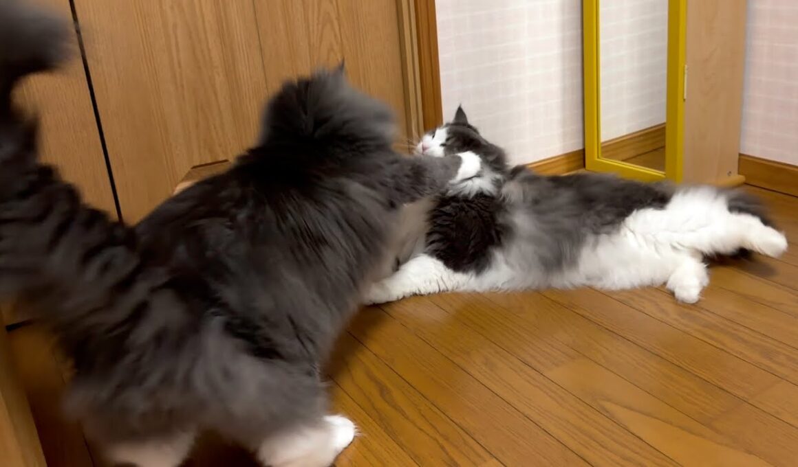 【日常💕】末っ子アルはヤンチャな門番！？！？ノルウェージャンフォレストキャットとターキッシュアンゴラ