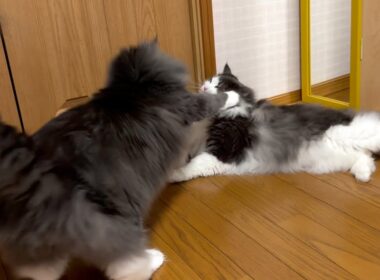 【日常💕】末っ子アルはヤンチャな門番！？！？ノルウェージャンフォレストキャットとターキッシュアンゴラ