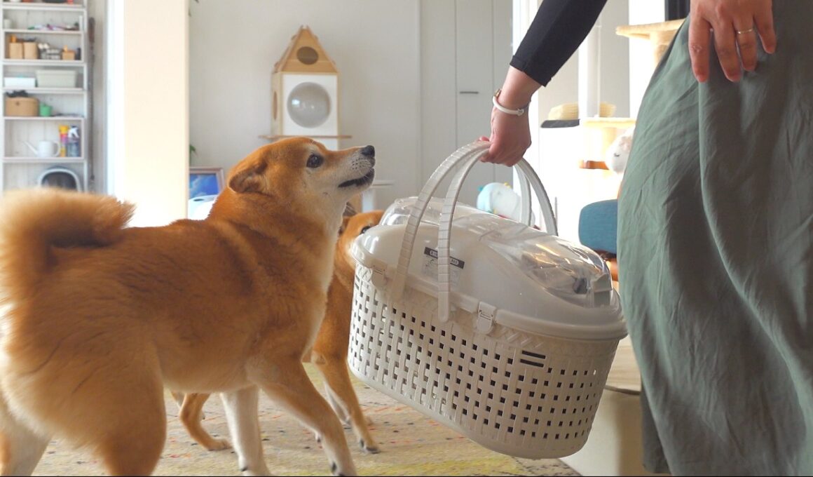 子猫の手術で感動する場面に立ち会いました。