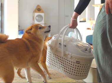 子猫の手術で感動する場面に立ち会いました。