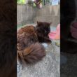 小さな神社でフワフワの黒猫ちゃんをモフる #猫 #ねこ #cat