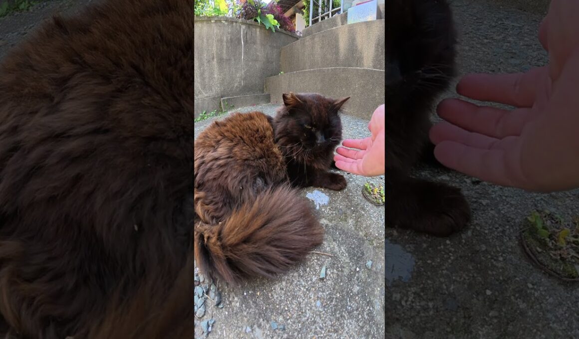 小さな神社でフワフワの黒猫ちゃんをモフる #猫 #ねこ #cat