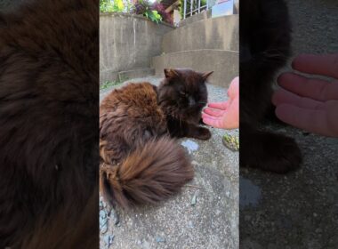 小さな神社でフワフワの黒猫ちゃんをモフる #猫 #ねこ #cat