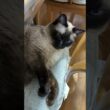 シャム猫のふくさん【たぬき猫】 #cat #しゃむねこ #猫のいる暮らし #猫好きさんと繋がりたい #ねこ #cutecat #cat