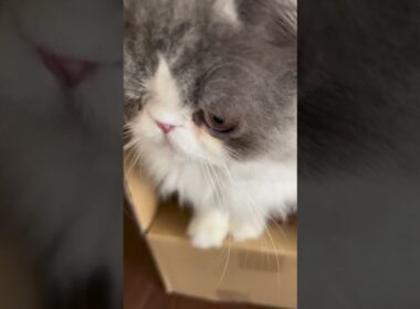 おもち😸段ボール隠れんぼ