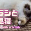 バーマン猫ラフ【ブラシとお昼寝】Napping with a brush（バーマン猫）Birman/Cat