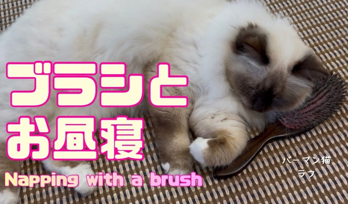バーマン猫ラフ【ブラシとお昼寝】Napping with a brush（バーマン猫）Birman/Cat