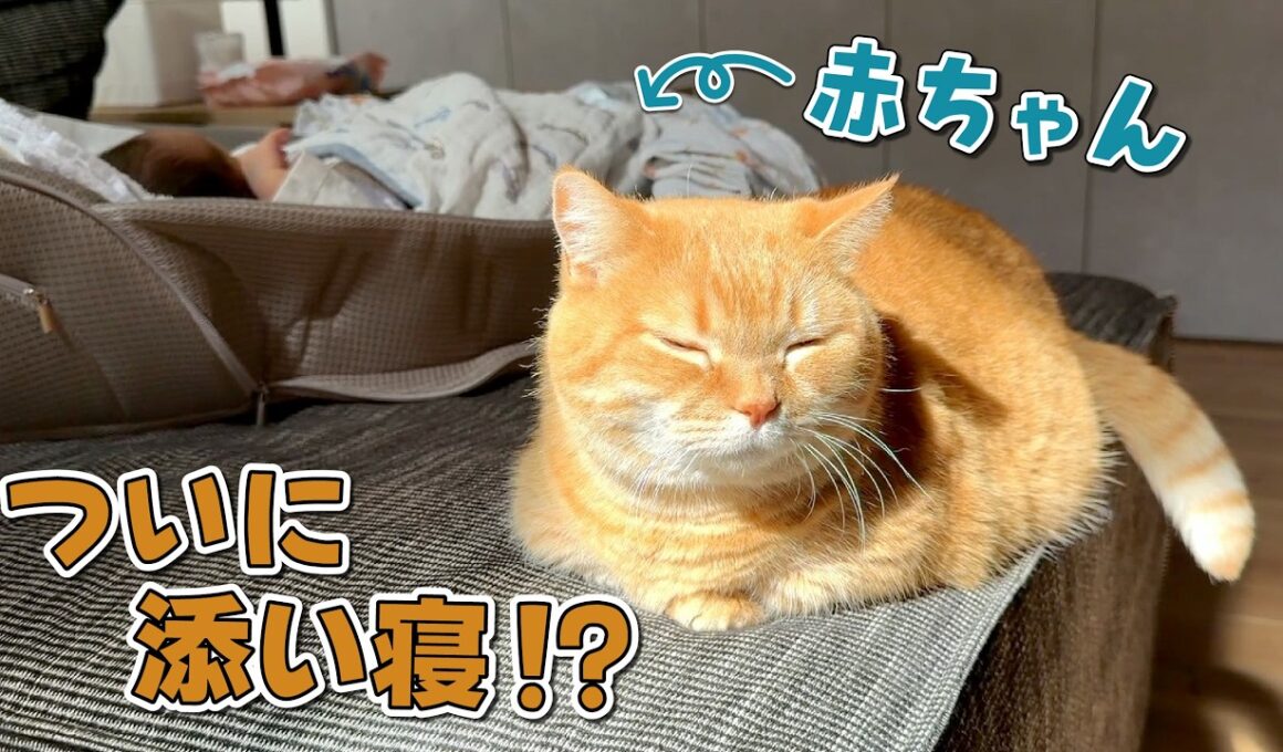赤ちゃんと愛猫の距離が少しずつ縮まってきました！
