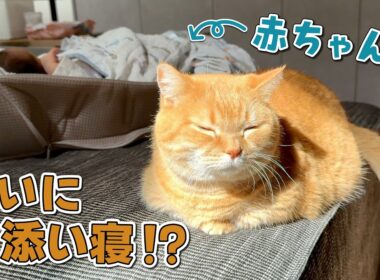 赤ちゃんと愛猫の距離が少しずつ縮まってきました！