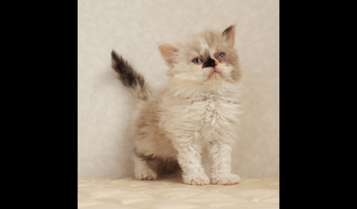 セルカークレックス子猫　Selkirk Rex　2026.3.31産まれ　　ライラックトーティーシェル　巻き毛　女の子　シーダキャット猫のお店