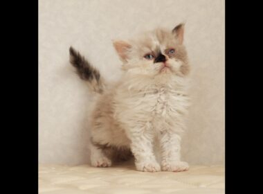 セルカークレックス子猫　Selkirk Rex　2026.3.31産まれ　　ライラックトーティーシェル　巻き毛　女の子　シーダキャット猫のお店