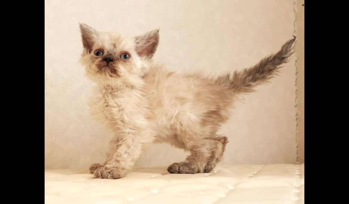 セルカークレックス子猫　Selkirk Rex　2026.3.31産まれ　　シールポイント　巻き毛　男の子　シーダキャット猫のお店