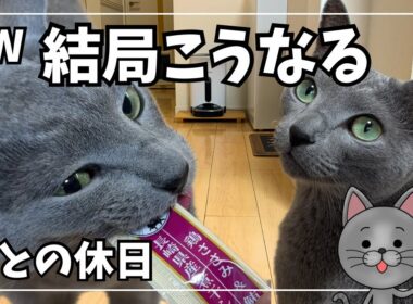 GW、猫と過ごした結果こうなりました