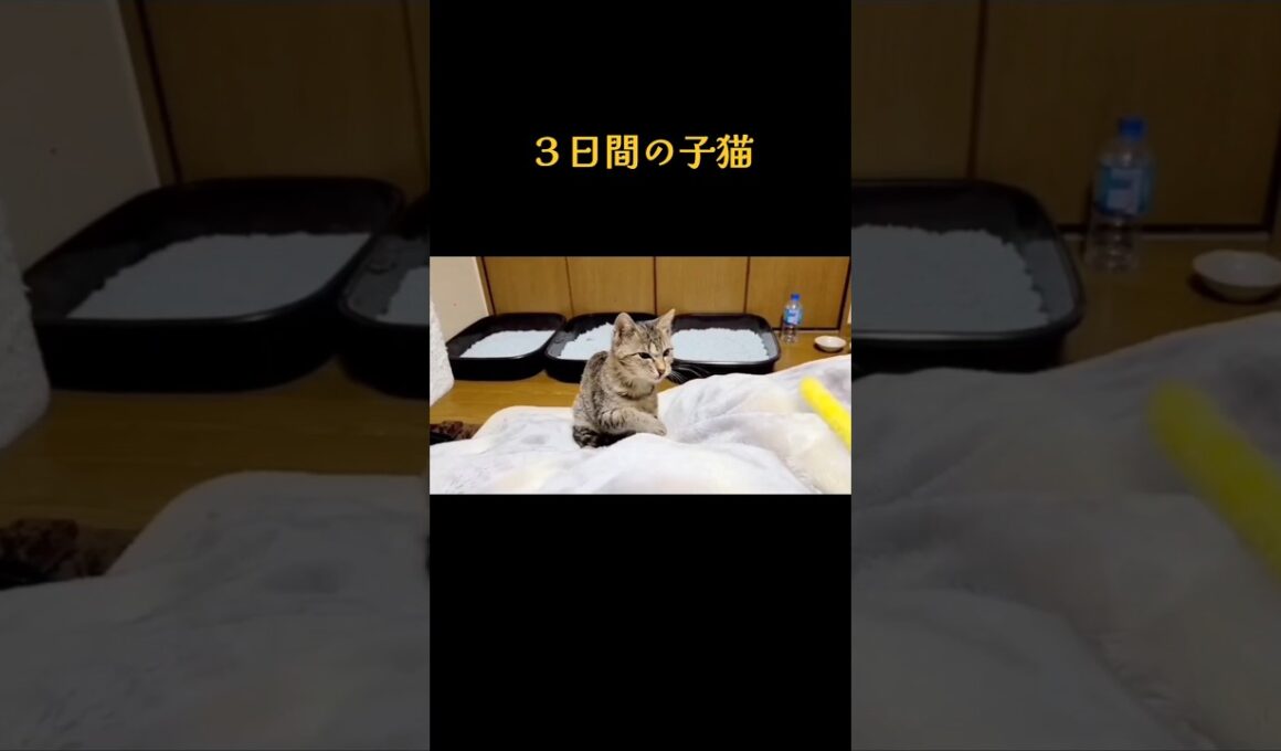 一時保護した子猫…　たった３日間でしたが、とても癒されました。忘れない思い出🐱💕　#子猫　 #可愛い子猫　#思い出猫　#cat 　#fyp