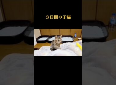 一時保護した子猫…　たった３日間でしたが、とても癒されました。忘れない思い出🐱💕　#子猫　 #可愛い子猫　#思い出猫　#cat 　#fyp