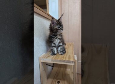 目鼻立ちが整ったメインクーン子猫の愛奈ちゃん