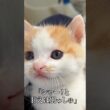 🐱シャー！はするけど膝上で甘える子猫   #cat #kitten #猫 #子猫 #ねこ #こねこ #保護猫  #c #shorts  #猫のいる暮らし