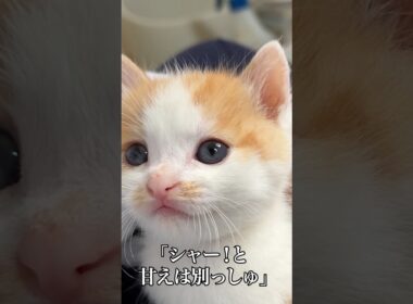 🐱シャー！はするけど膝上で甘える子猫   #cat #kitten #猫 #子猫 #ねこ #こねこ #保護猫  #c #shorts  #猫のいる暮らし