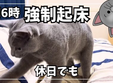 休日でも朝6時に起こしてくる猫…