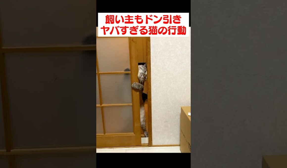 子猫に会いたい先住猫の衝撃の行動