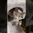 はい、見たね #shorts #猫 #ねこ  #cat #ロシアンブルー #猫のいる暮らし #ネコ