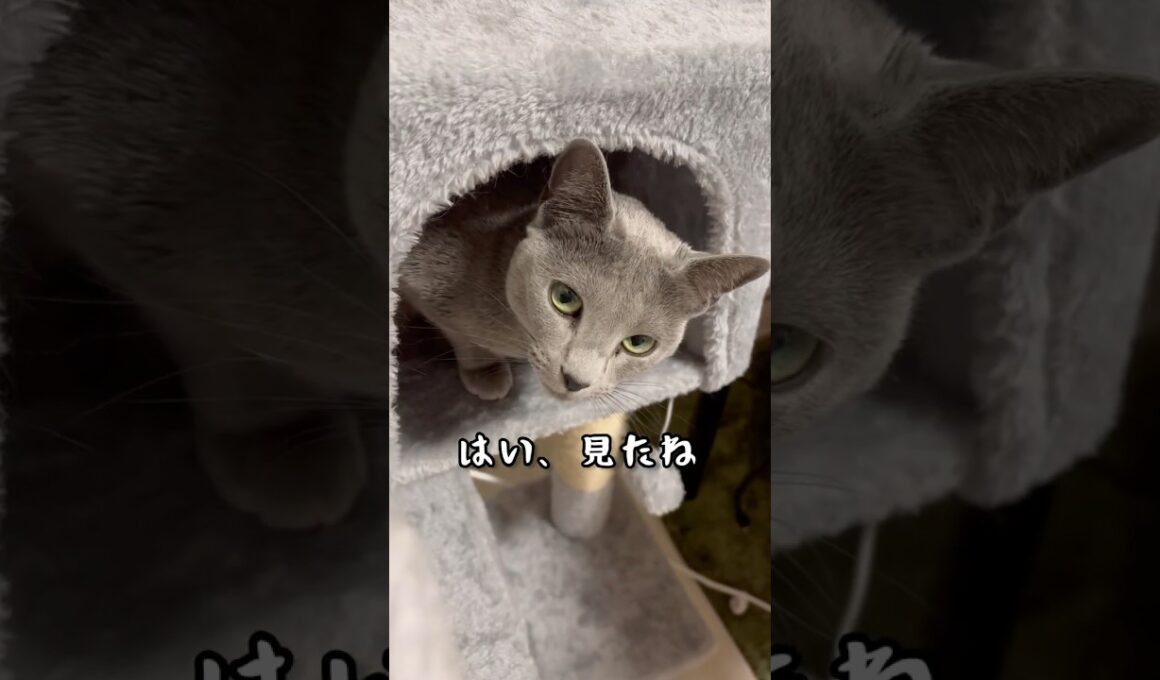 はい、見たね #shorts #猫 #ねこ  #cat #ロシアンブルー #猫のいる暮らし #ネコ