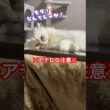 【アテレコ】最近ママがウザいつらら🐱#猫 #cat #ペルシャ#shorts
