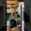 シャム猫のパンダくん、そろりと動いて。どんくさいかも