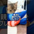 猫ちゃんに大人気なエビちゃん！ソマリちゃんにプレゼント！