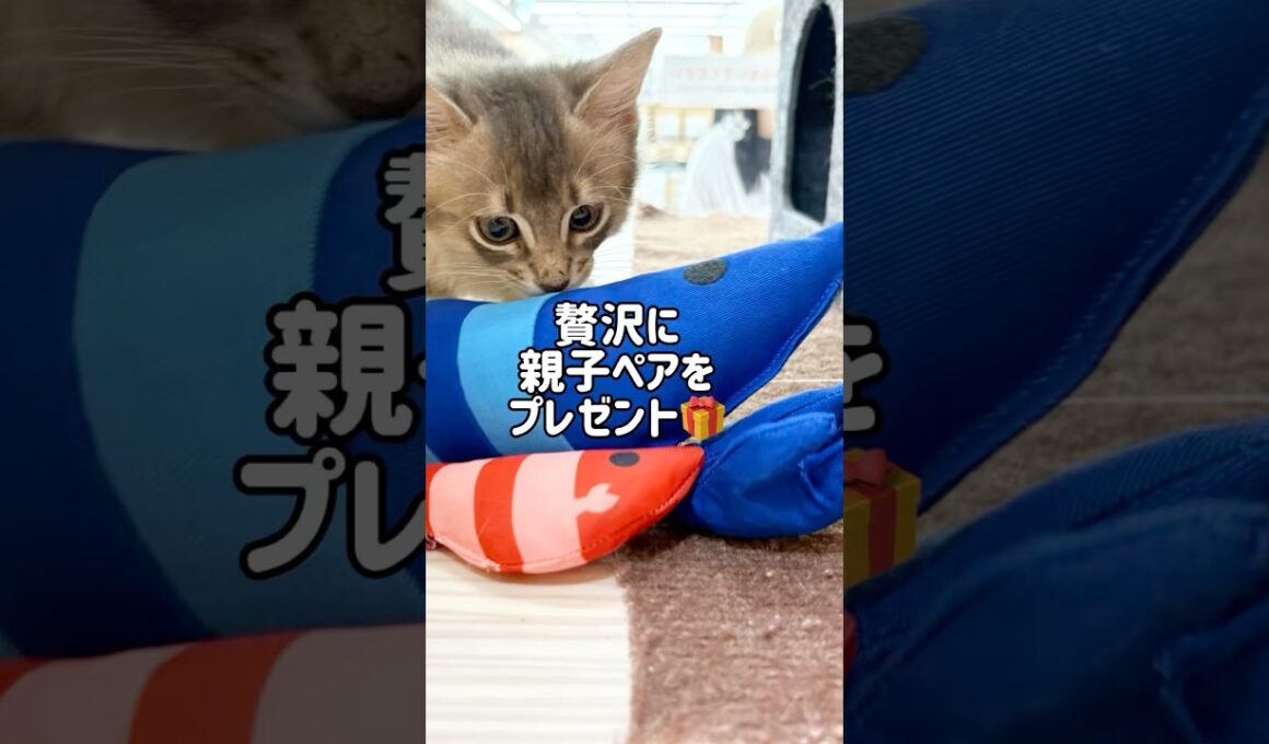 猫ちゃんに大人気なエビちゃん！ソマリちゃんにプレゼント！