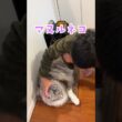 朝、少年に挨拶して見送ってくれる大型猫。アザラシ、うさぎ、梅干し、マヌルネコ#shorts