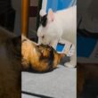 「看板猫」猫たちの日常・３ニャンズ#猫のいる暮らし #catshorts #cat #ねこ