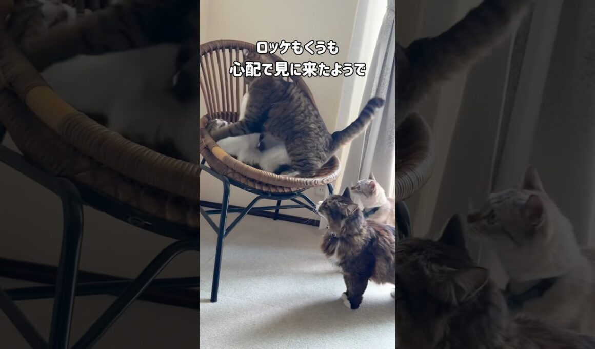 仲良しの兄妹猫が喧嘩したら…弟たち心配でオロオロしてた