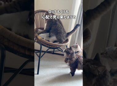 仲良しの兄妹猫が喧嘩したら…弟たち心配でオロオロしてた