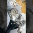 短足猫の帰宅後ルーティン😼　#猫 #マンチカン #猫のいる暮らし