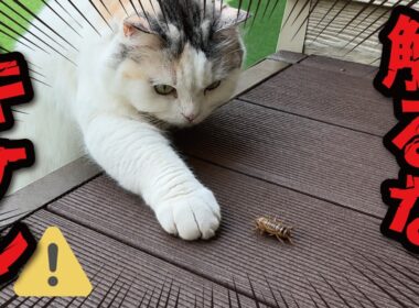 猫がヤバそうな昆虫を発見してしまいました…！