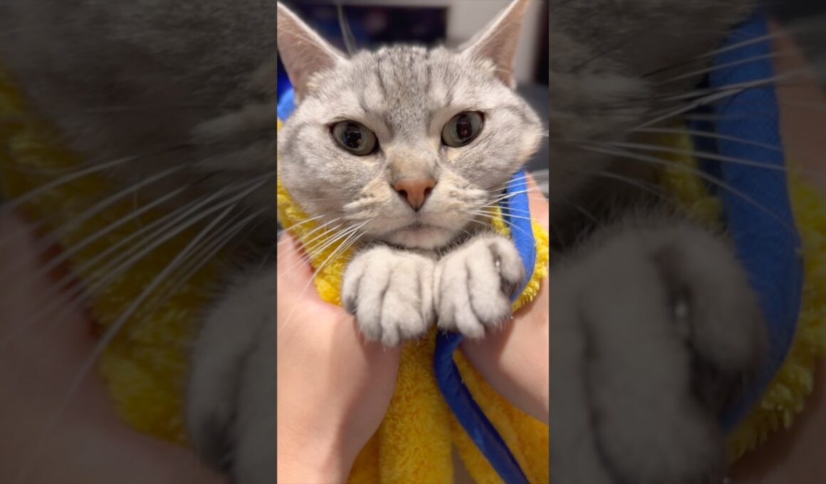 マンチカン、お腹の模様が可愛すぎる...www #cat #猫