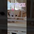 ｢我関せず仔猫｣#shorts  #アメショ#子猫 #cat  #cute #猫 #アメリカンショートヘアー