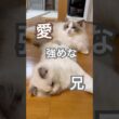 弟猫あんずに、愛が強めな兄いっぺい🥰💕#ラグドール #猫のいる暮らし #猫好きさんと繋がりたい #ねこ動画