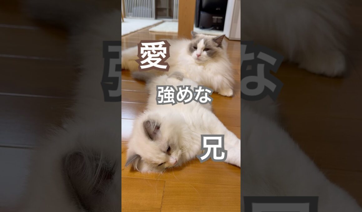 弟猫あんずに、愛が強めな兄いっぺい🥰💕#ラグドール #猫のいる暮らし #猫好きさんと繋がりたい #ねこ動画